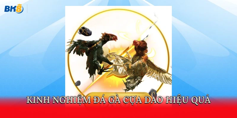 Kinh nghiệm đá gà cựa dao hiệu quả