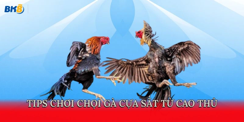 Tips chơi chọi gà cựa sắt từ cao thủ