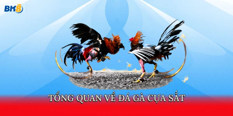 Tổng quan về đá gà cựa sắt 